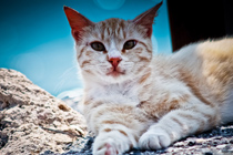 在线短信轰炸软件